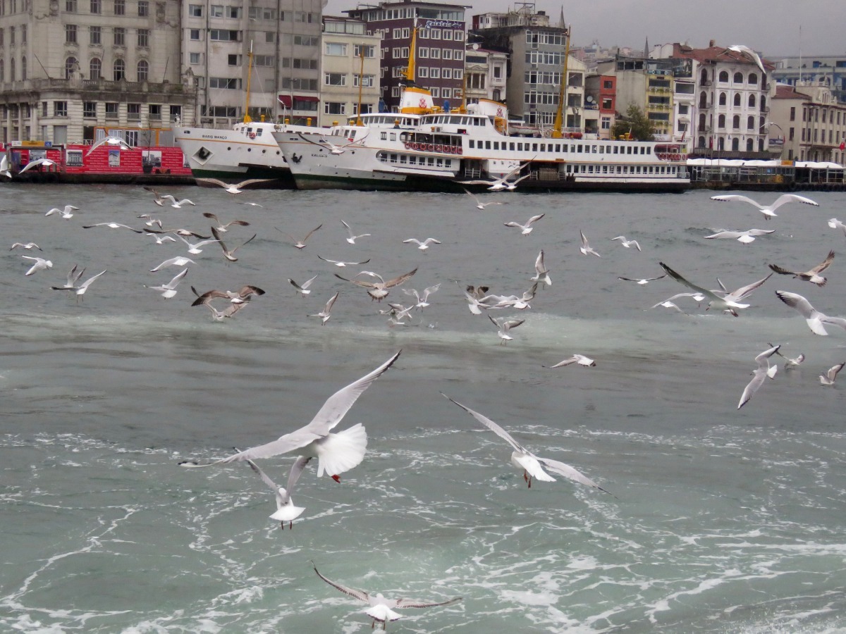 博斯普魯斯海峽遊艇後尾隨伺機捕魚的海鷗。高維奇/攝