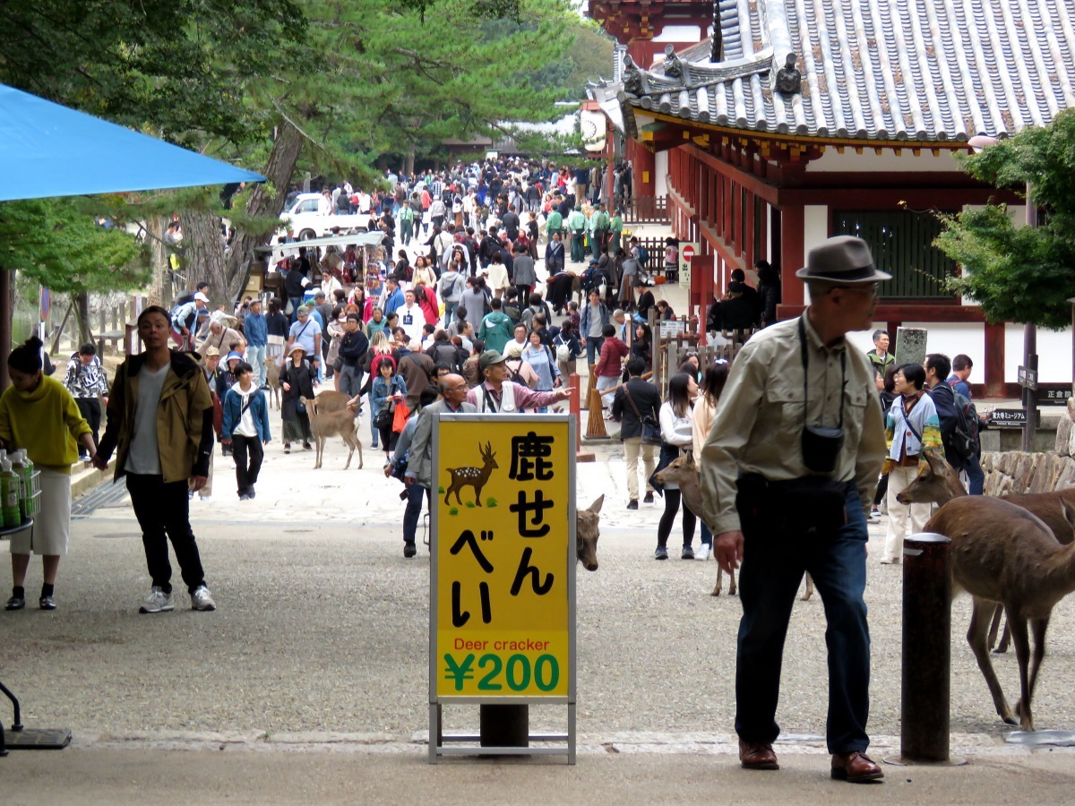 日本奈良公園是世上罕見的人鹿共存區域。高維奇／攝