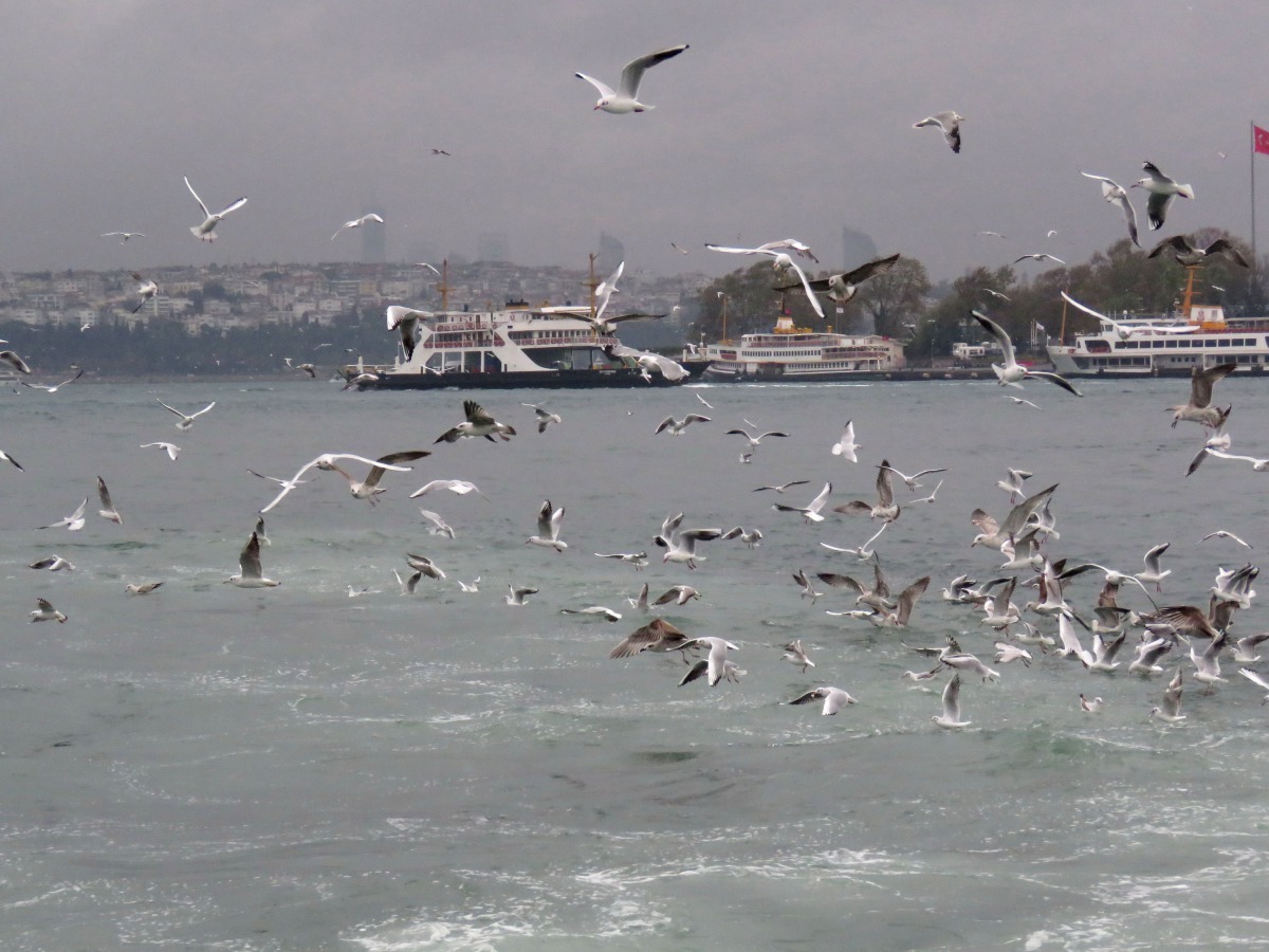 行船海浪翻攪魚群浮出水面，尾隨的海鷗蜂擁捕捉。高維奇/攝