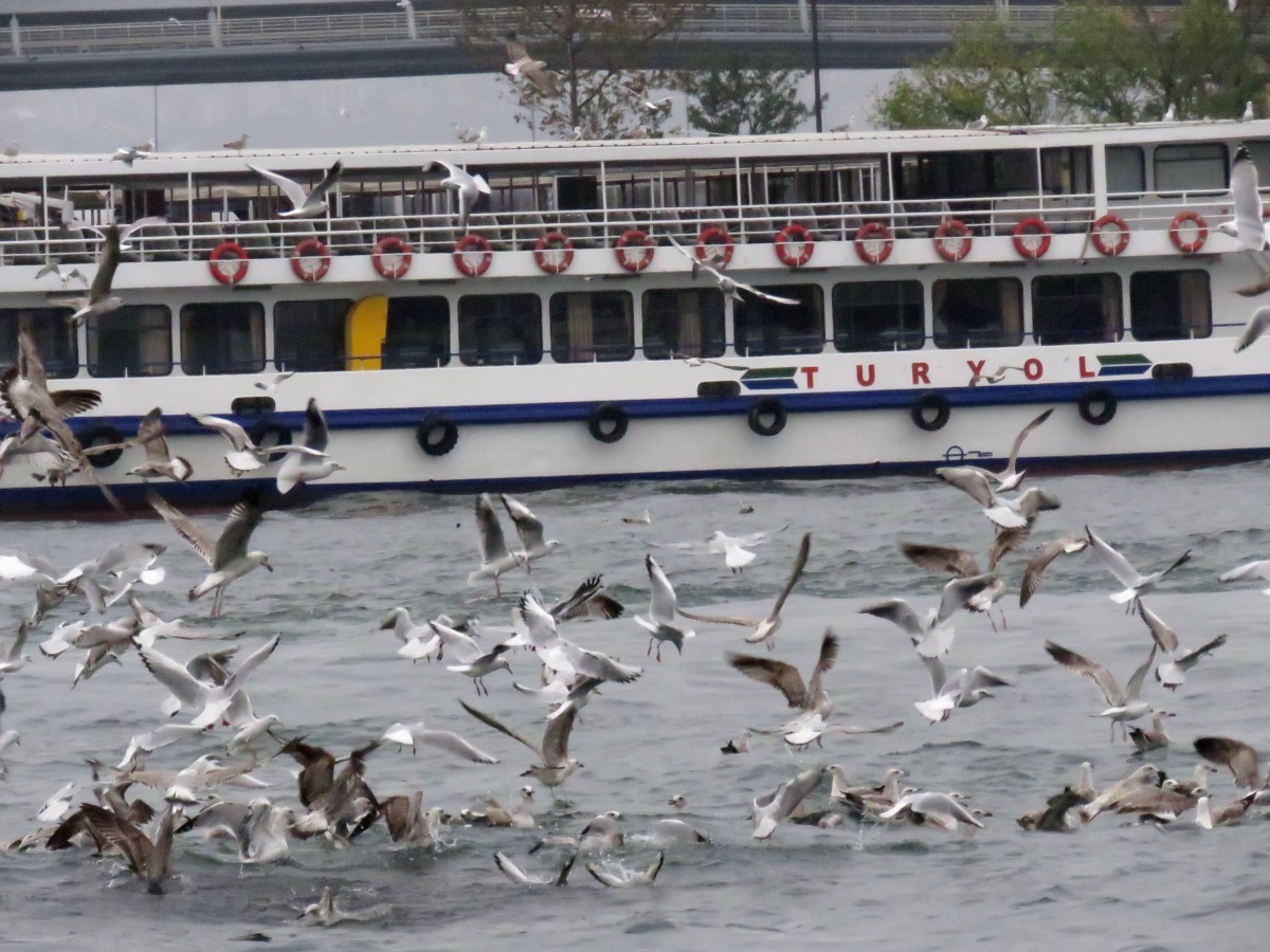 海鷗捕魚成為搭船遊覽博斯普魯斯海峽生動的。高維奇/攝