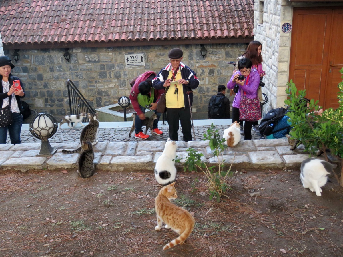 遊客到以弗所古城遺址，還沒開始參觀古蹟就先拍貓。高維奇/攝