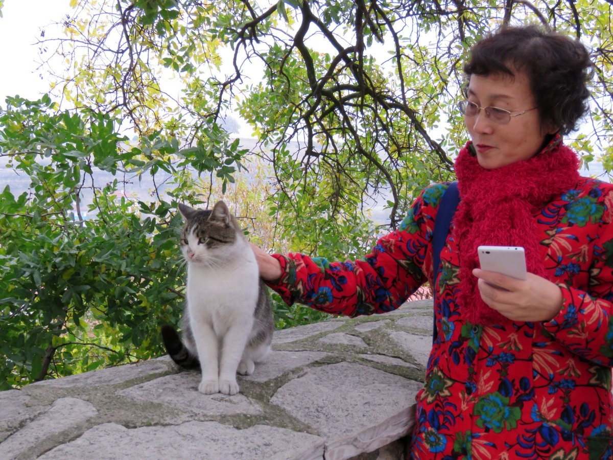番紅花城的貓已習慣觀光客，任人撫摸已不怕生。高維奇/攝
