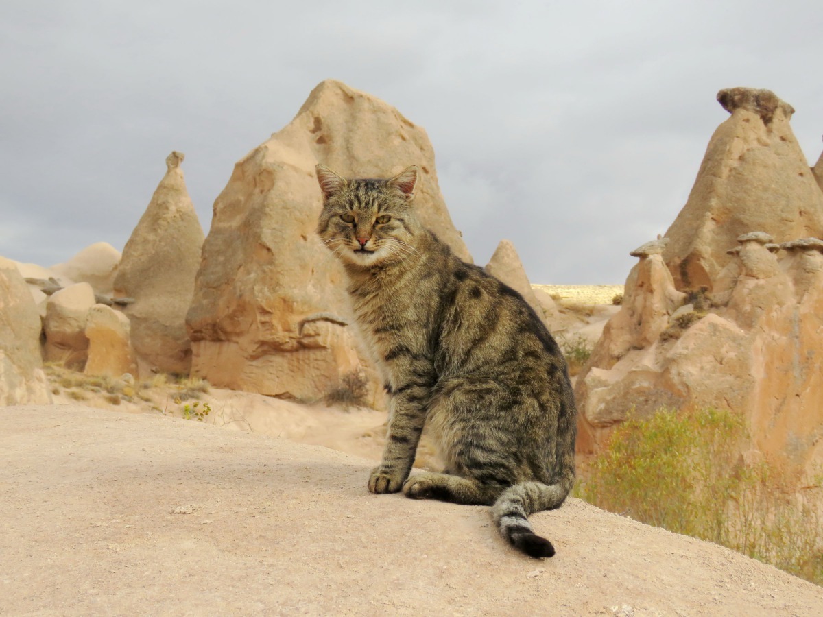 卡帕多奇亞岩洞遺址的貓。高維奇/攝