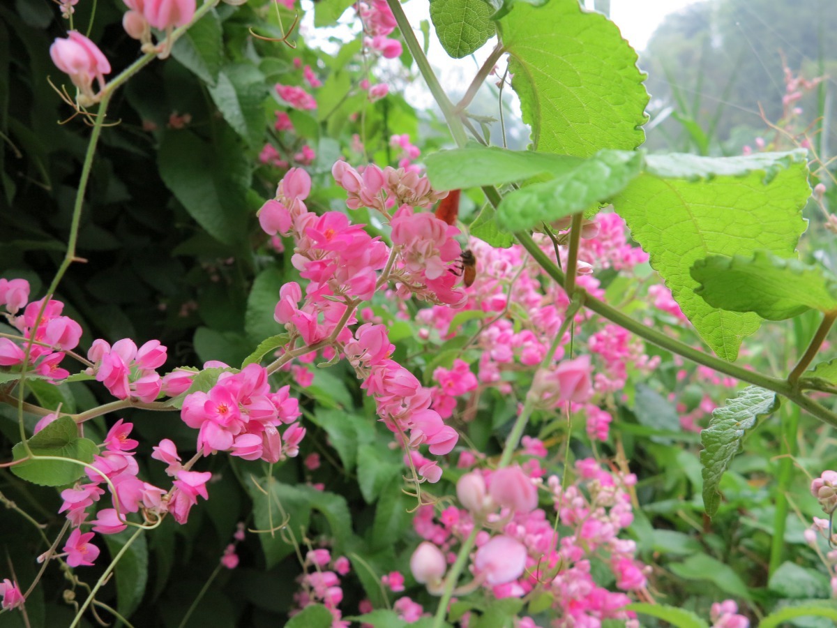 珊瑚籐開花時非常漂亮又引來大群蜜蜂，是安全的蜜源植物。高維奇/攝