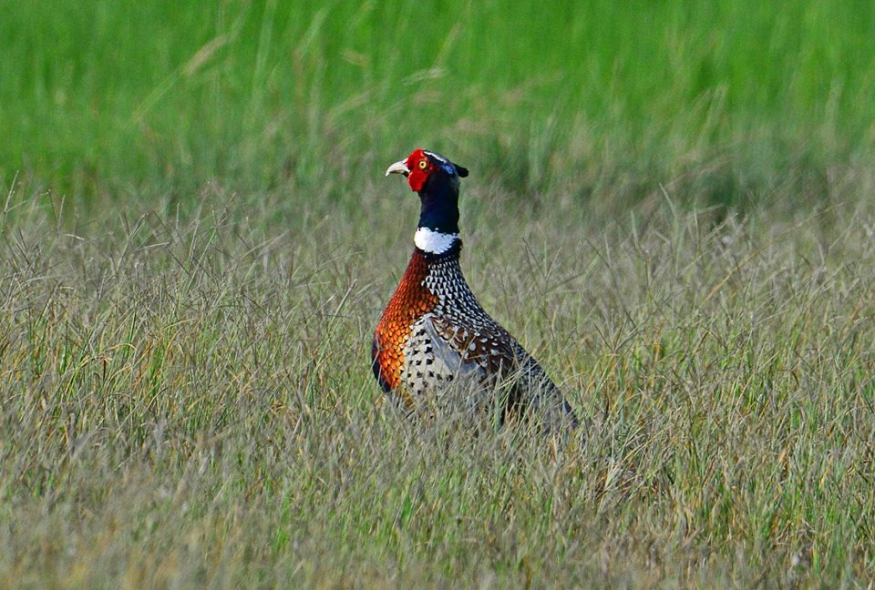 生態攝影家呂其華在沙崙農場拍到的環頸雉。圖/呂其華提供