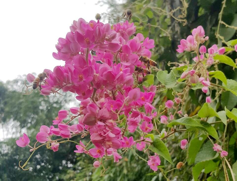 珊瑚籐成串粉紅色的小花吸引蜜蜂數量之多讓人驚訝。高維奇/攝