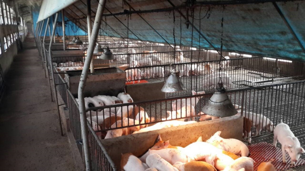 保持畜舍乾燥，慎防從裂縫吹入的「賊風」。台南市動保處/提供