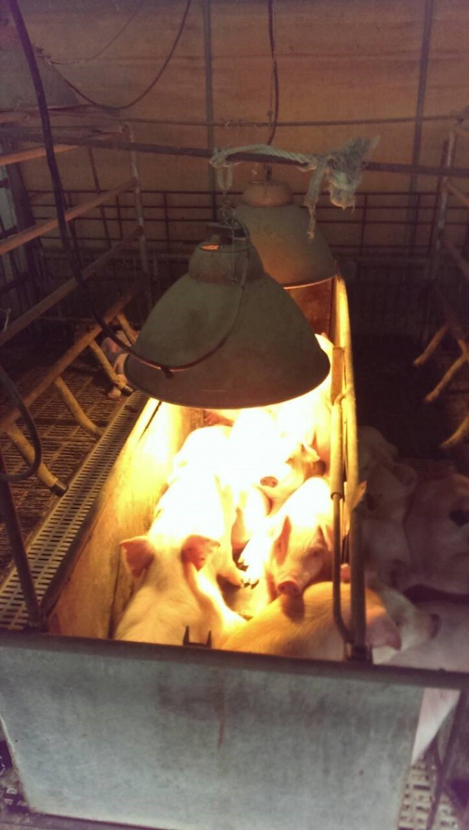 使用保溫燈加強哺乳豬保暖。台南市動保處/提供