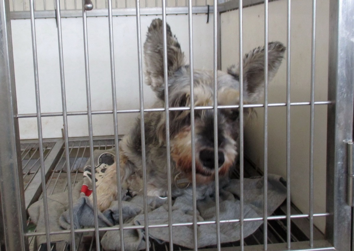 雖是長毛狗，寒流來襲時睡在舊衣物上還是較溫暖踏實。高維奇/攝