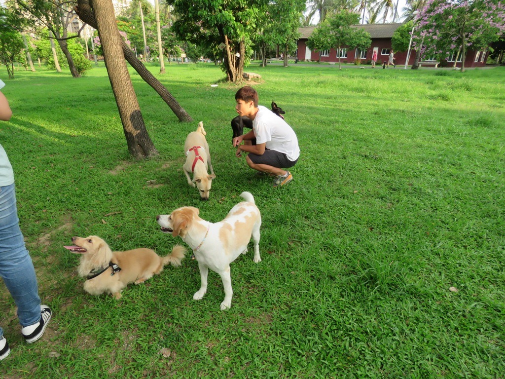 多數飼主使用率最高的遛狗場所是社區鄰里公園。高維奇／攝