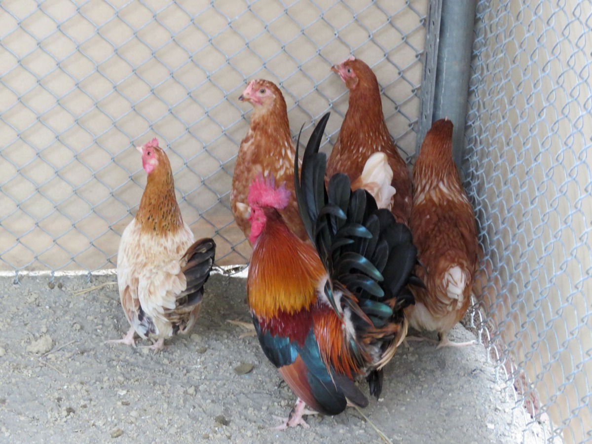 業餘養雞者蓋雞舍以免雞隻受寒。高維奇/攝