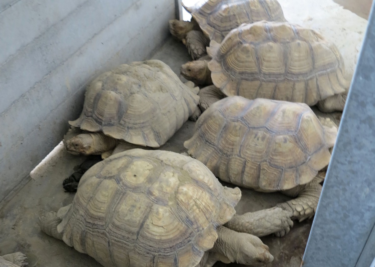 蘇卡達象龜躲在室內禦寒。高維奇/攝