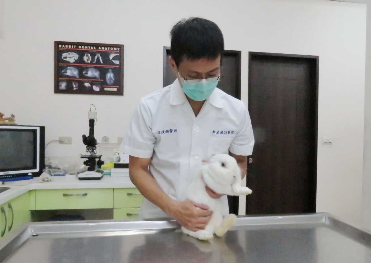 邦尼動物醫院目前看診的寵物清一色是兔子，林政翰醫師是國內最早專治兔子的少數獸醫師之一。高維奇/攝