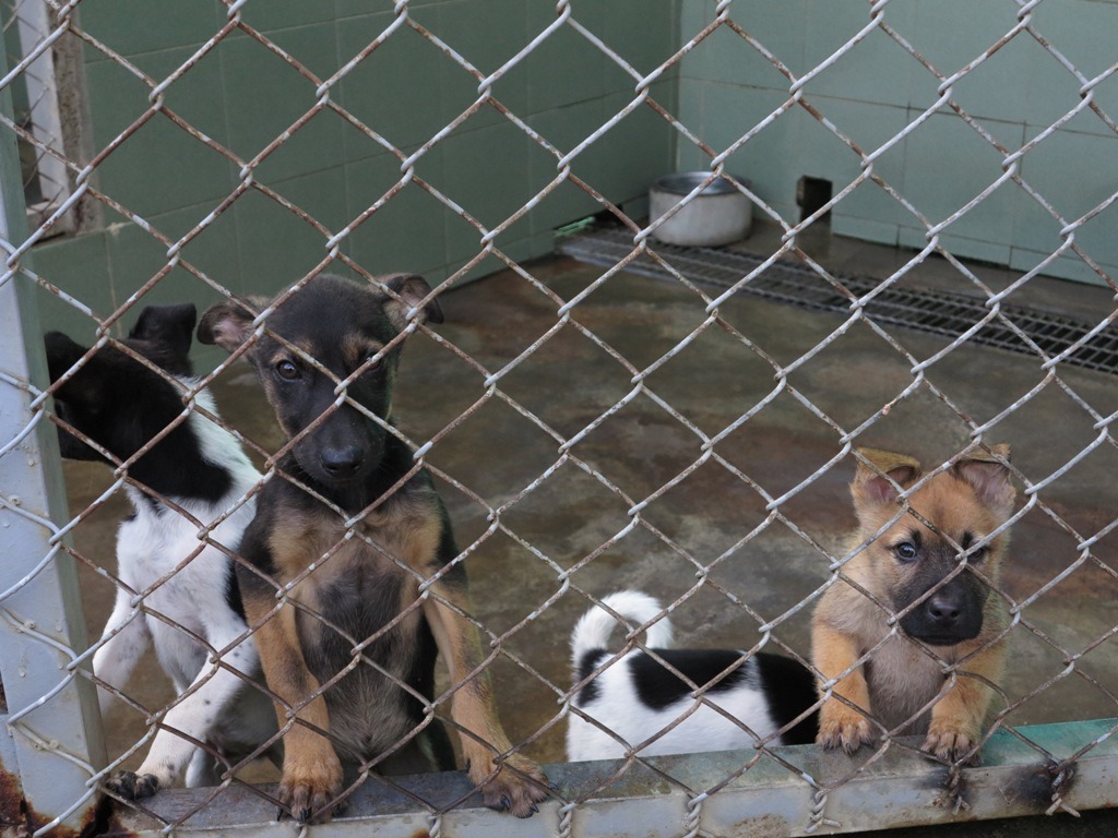 台南市動物防疫保護處大幅提高飼主不擬繼續飼養犬貓送交收容所的規費。高維奇／攝