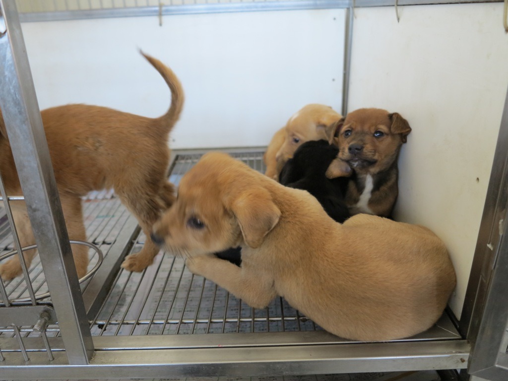 棄養是流浪犬貓最大的來源。高維奇／攝