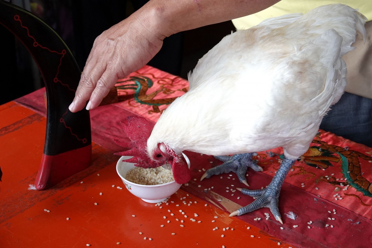 在祭壇上睡著的白色公雞甦醒肚子餓了開始啄米粒。高維奇/攝