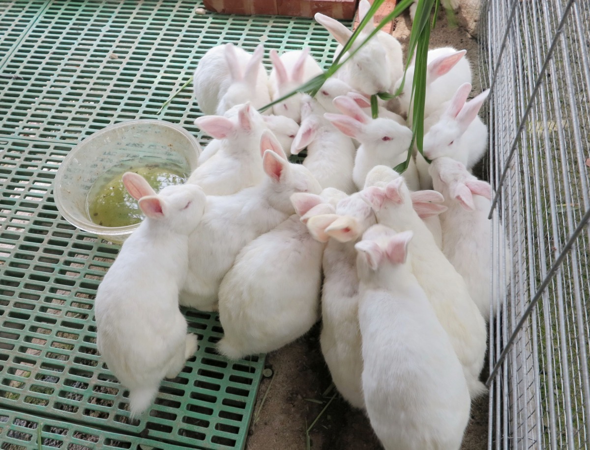 兔子乖巧安靜不吵人，當寵物歡迎，許多休閒農場也飼養。高維奇/攝