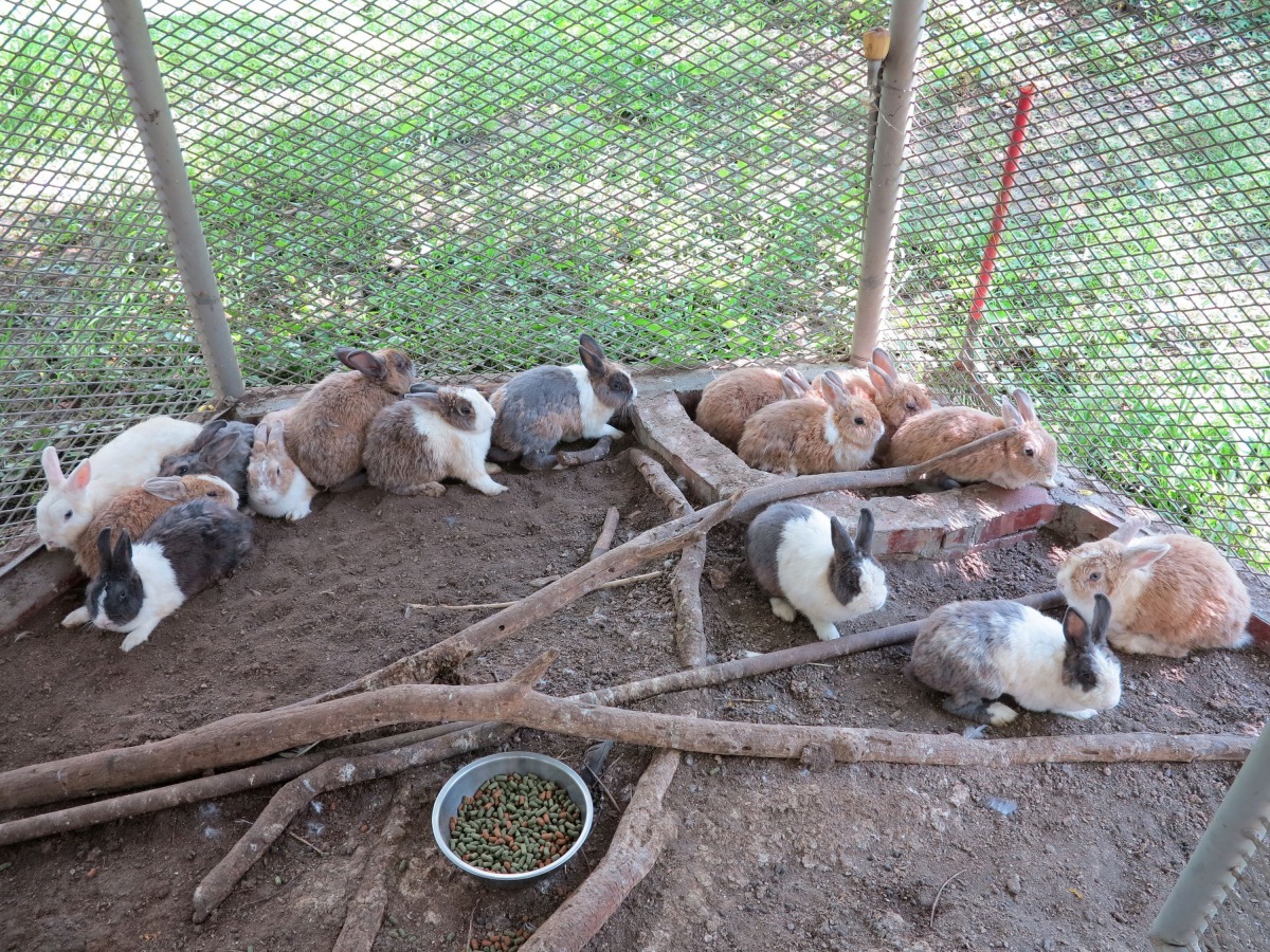 養兔子不結紮的後果可能如此，最後飼受不了而棄養被民眾送到收容所。高維奇/攝