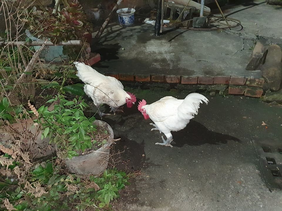 袁萬七收容的神明雞。圖/袁萬七提供