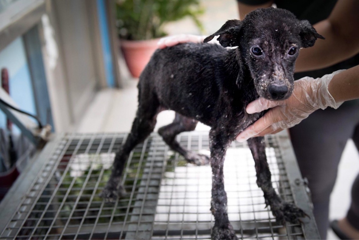 因皮膚病而被棄養的小狗。台南市動保處/提供