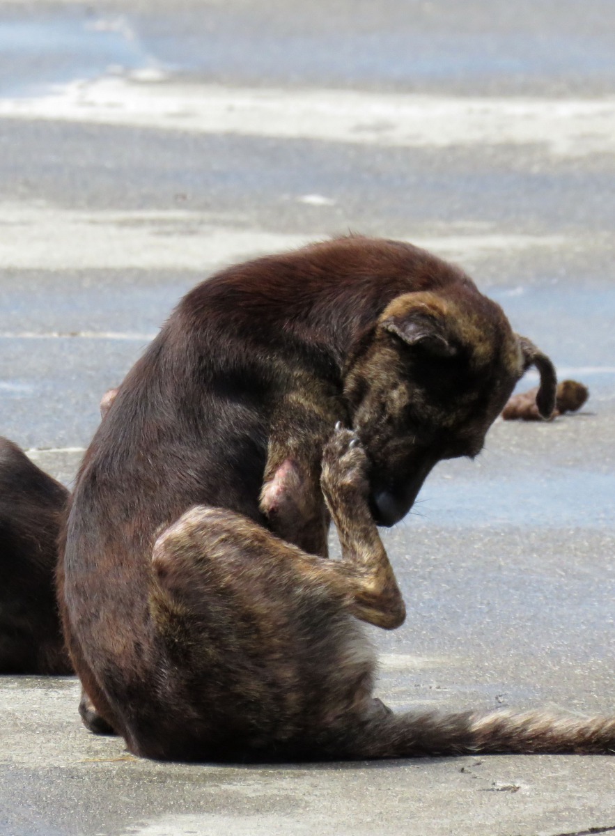 收容所滿是皮膚病變的流浪動物。高維奇/攝