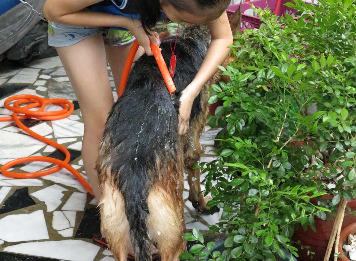 預防犬隻皮膚病,光是為狗洗澡就有很多應注意事項。高維奇/攝
