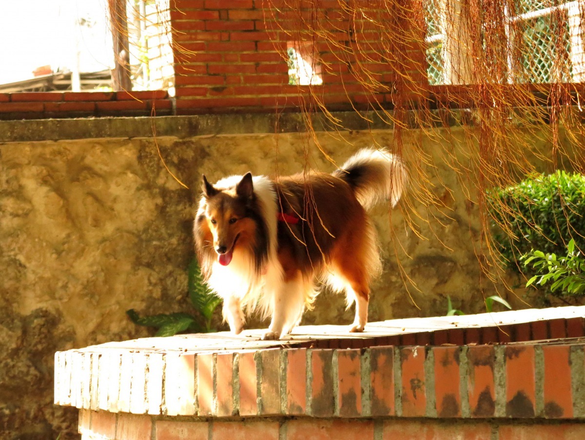 一樣是養寵物,有人養到「臭頭爛耳」,有人光鮮亮麗。高維奇/攝
