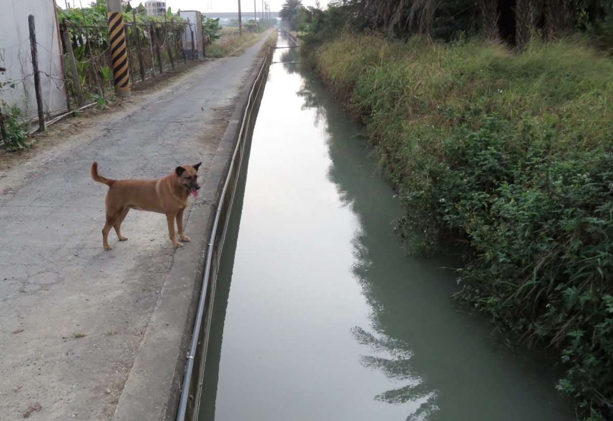 新式的U型溝,溝壁溝壁與地面垂直呈90度,狗狗下水後很難自行爬上岸。高維奇/攝