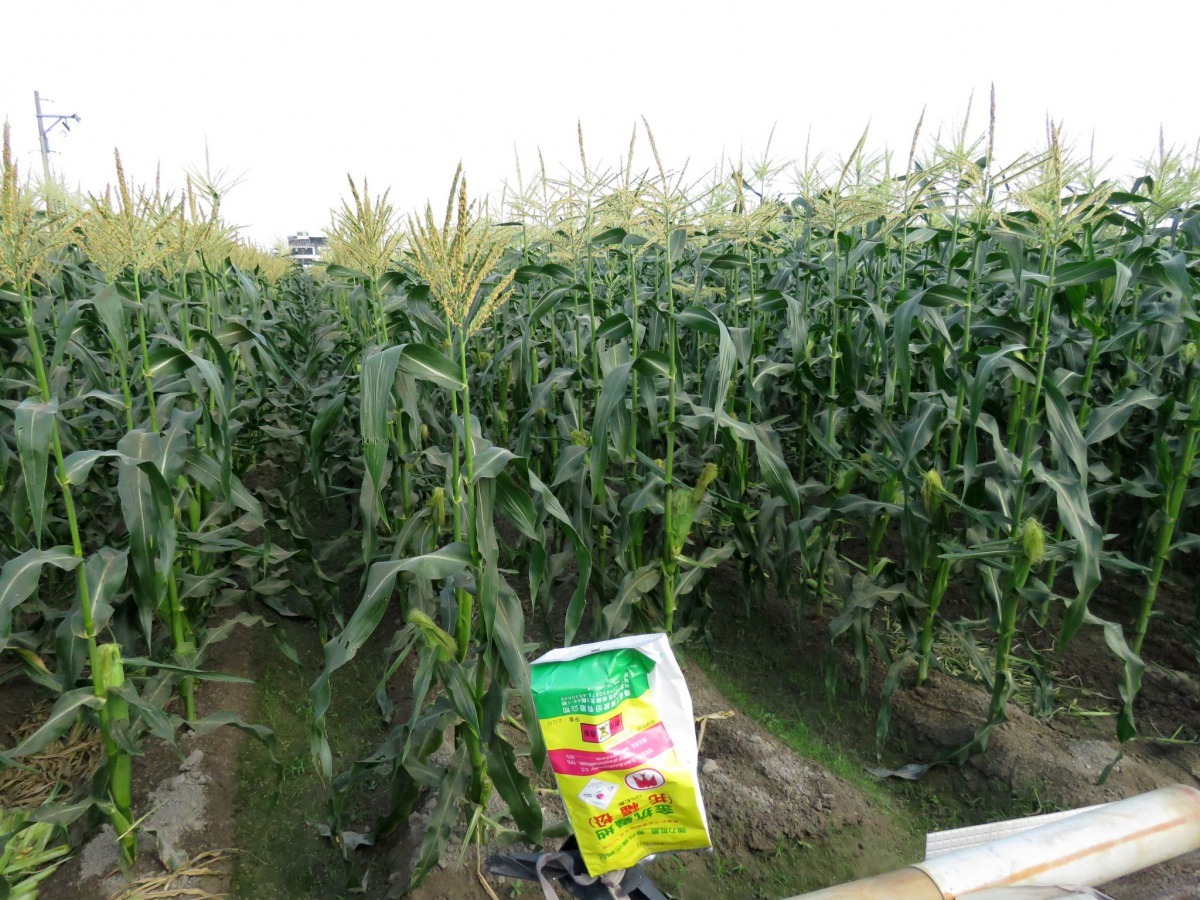 農業使用農藥非常普遍,加穿梭田間很可能中毒。高維奇/攝