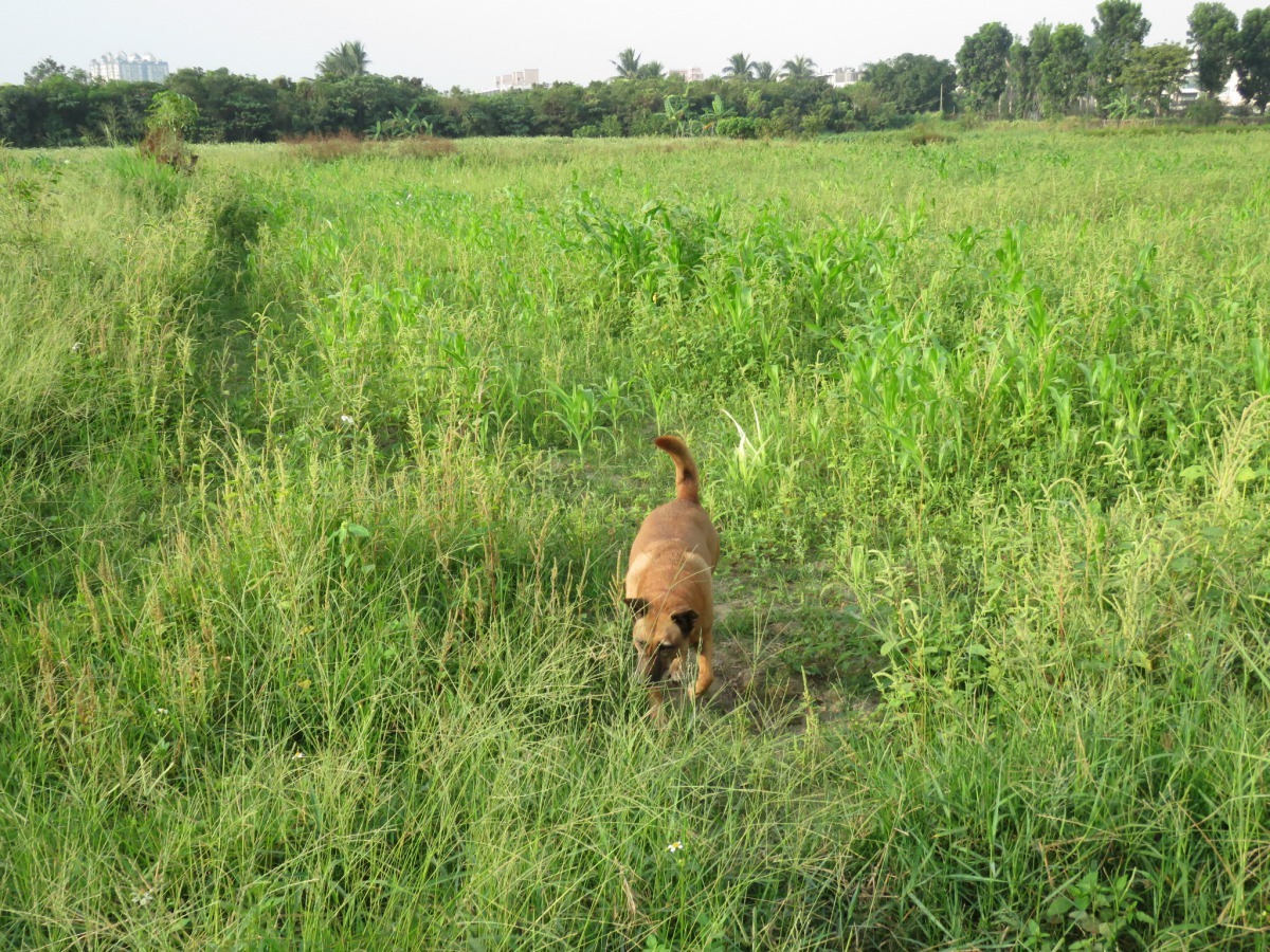 荒蕪的農田仍不可以大意,確需確認沒有噴灑除草劑才能讓狗活動。高維奇/攝