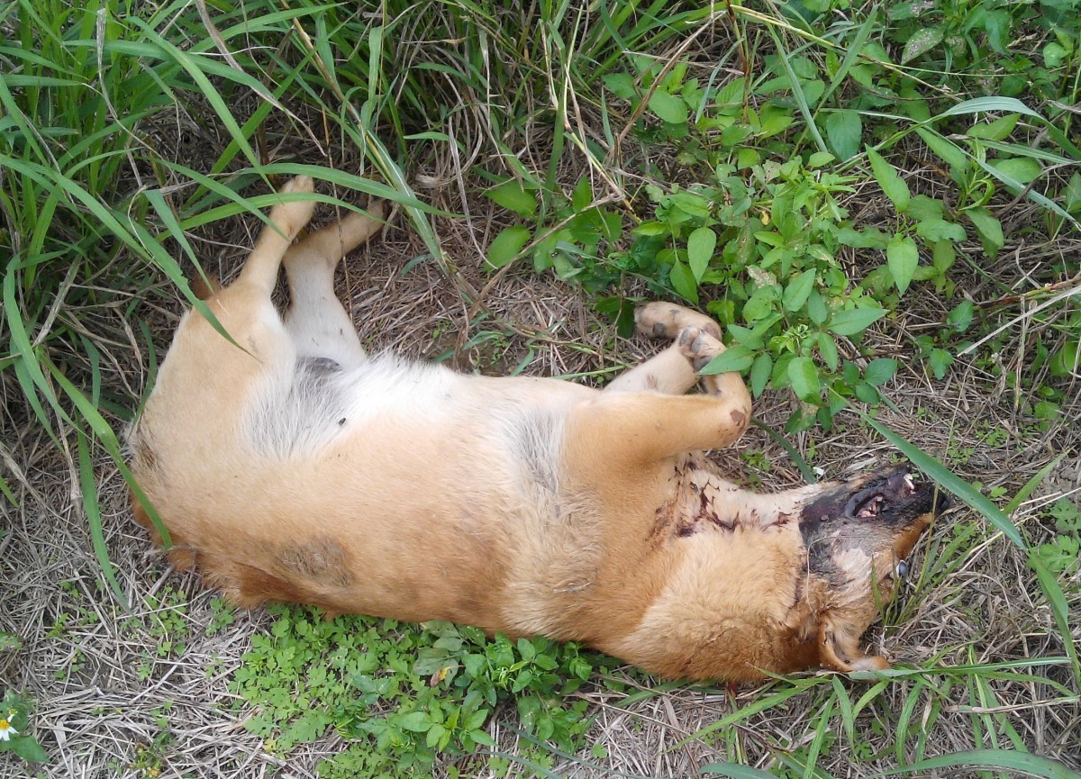 誤食毒餌的狗幾乎難以存活。高維奇/攝