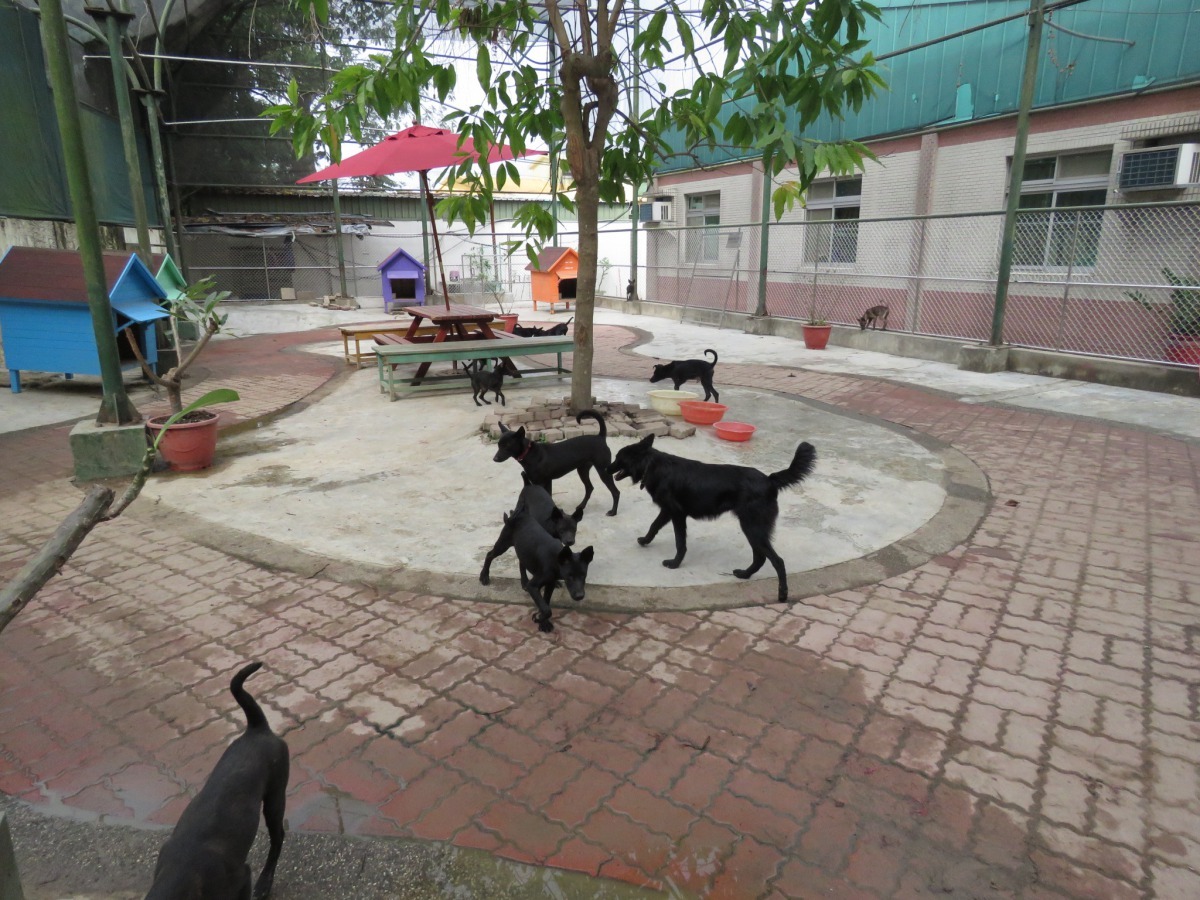 「奶油飛幼犬園區」的狗狗除了擁有自己的漂亮狗屋外,園區內更設有運動場。高維奇/攝