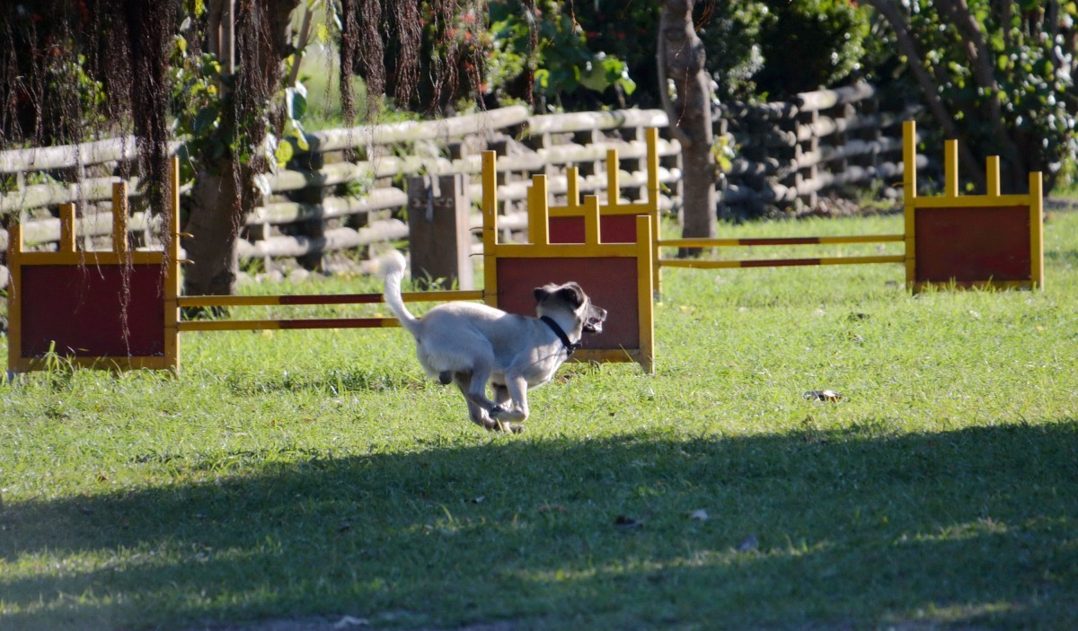帶毛小孩出門暢遊安平名勝古蹟後,寵物運動公園是最佳的休息站。 高維奇/攝