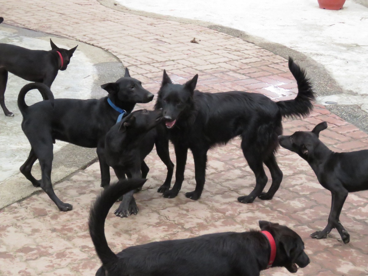 「奶油飛幼犬園區」能滿足狗狗群居的本性。高維奇／攝