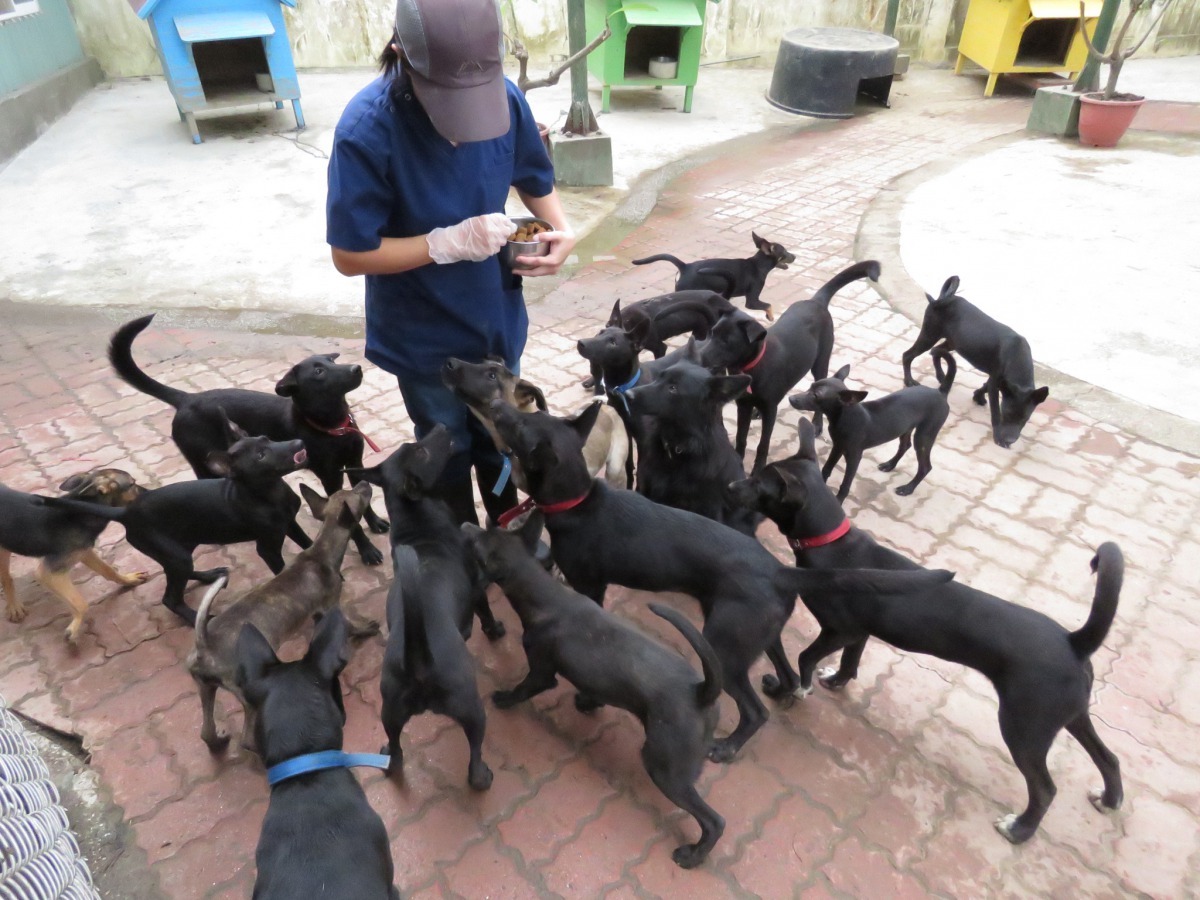 保處收容組組長張佳玲對園區內的犬隻施以行為訓練，藉以提昇認養率。