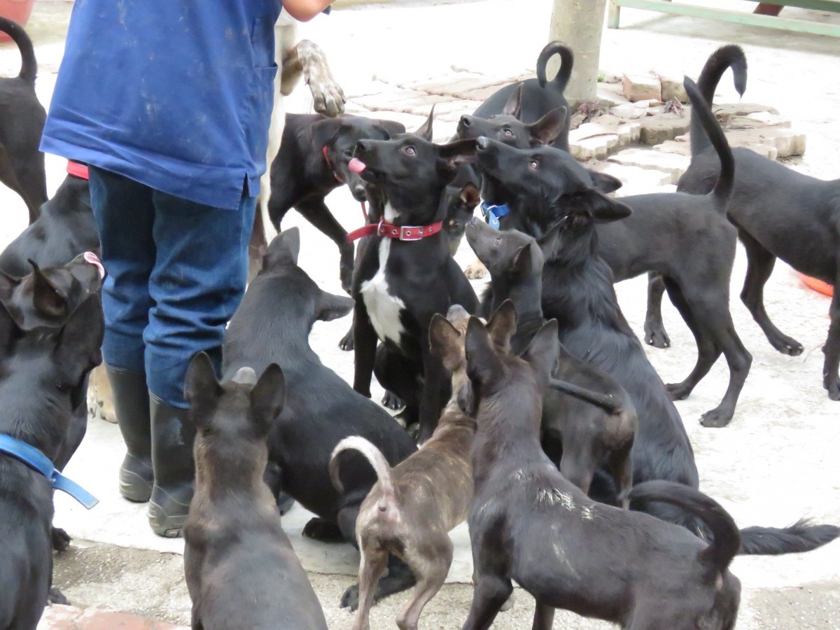 坐下才有零食可吃,其他狗似乎會仿傚。高維奇/攝