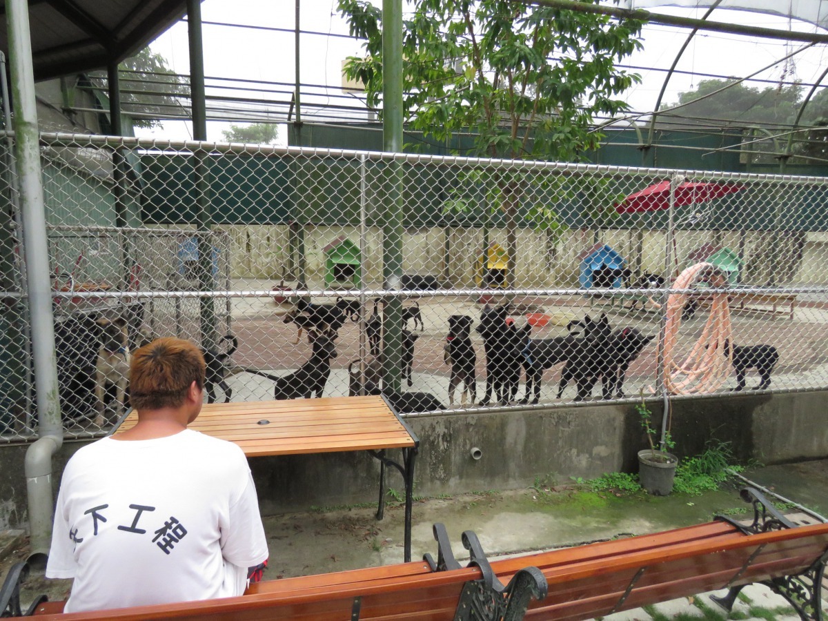 民眾可以在圍網外仔細觀察犬隻舉止個性，挑選適合自己的毛孩。高維奇／攝