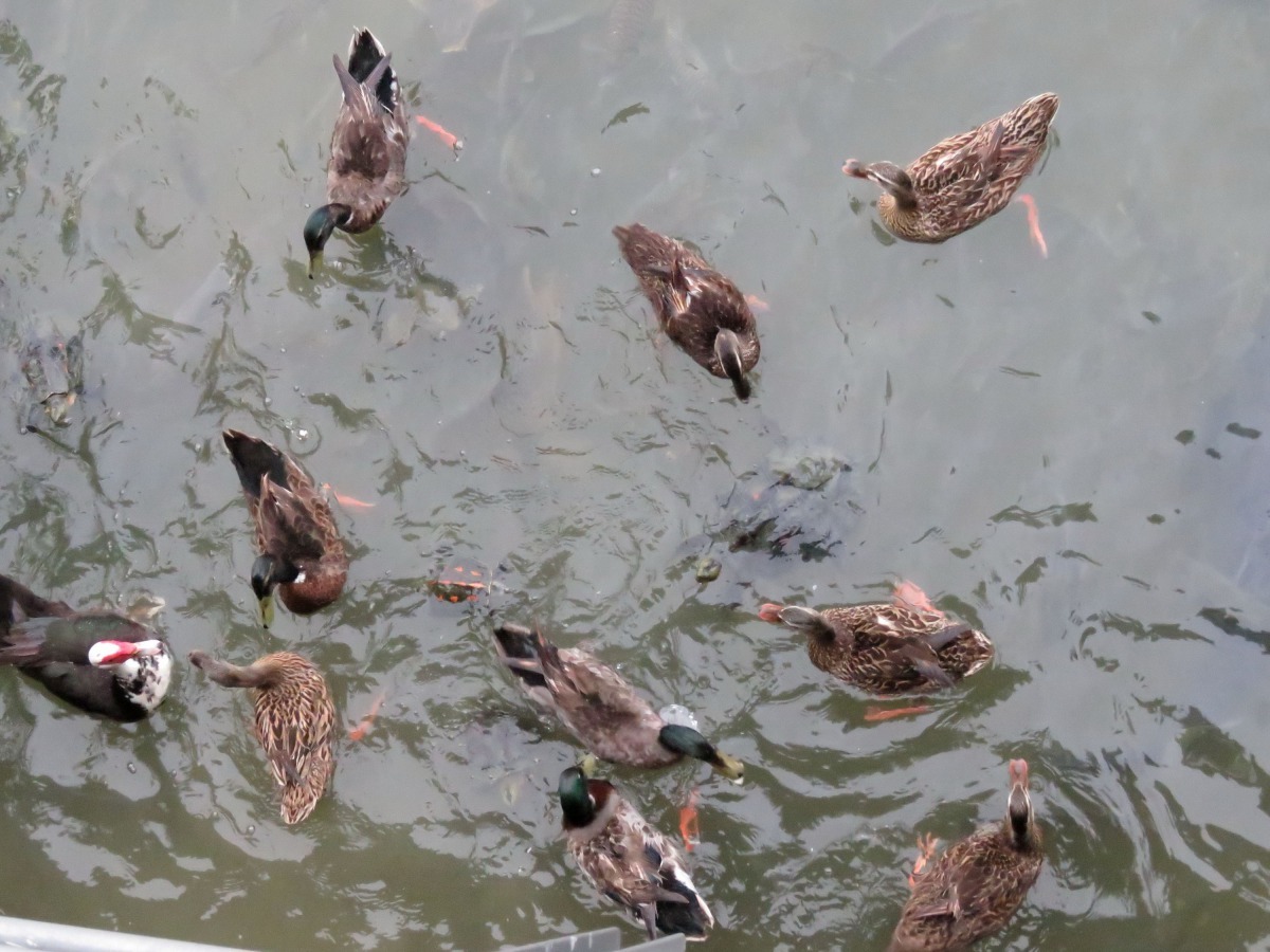 台灣歷史博物館的滯洪池吸引冬候鳥棲息。高維奇/攝