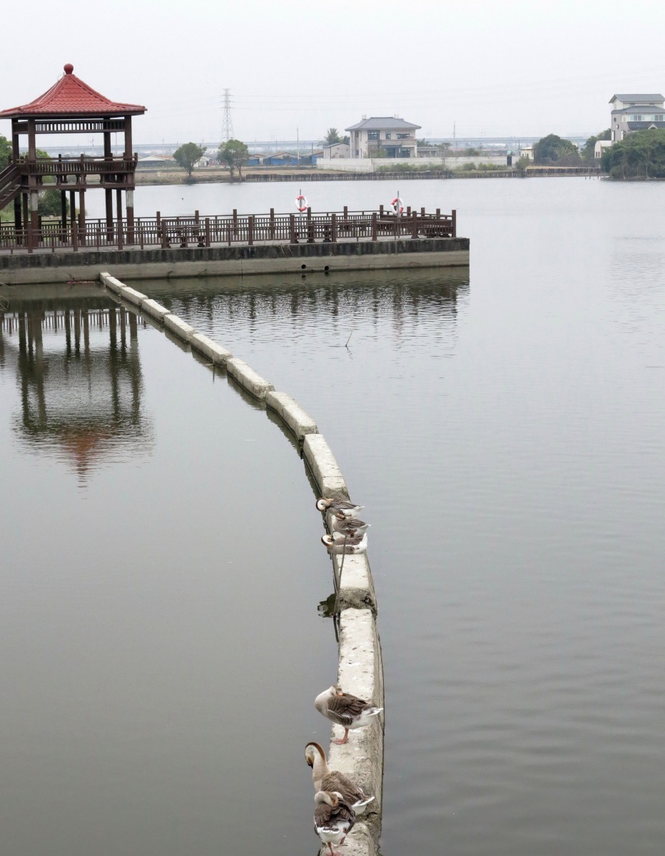 埤寮埤經規畫為親水空間後吸引水鳥棲息,被稱為天鵝湖。高維奇/攝