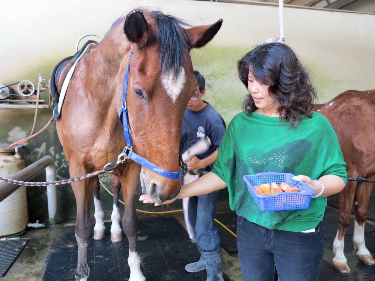 李美慧總幹事示範以胡蘿蔔塊餵馬正確的動作。高維奇/攝