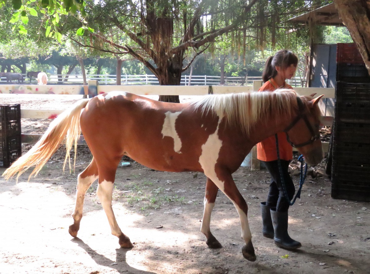 馬術場的馬訓練有素，個性溫馴聽話。高維奇/攝