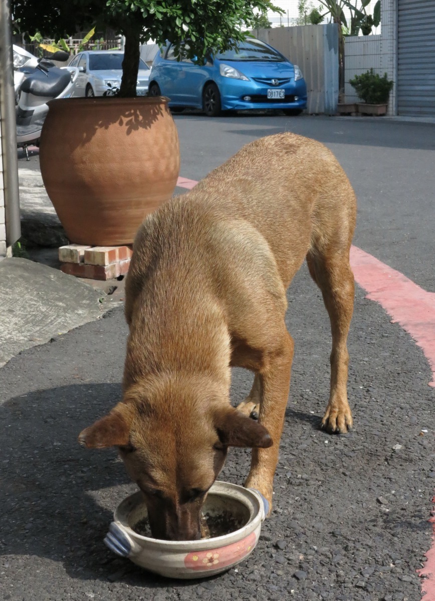 小鹿在社區有很多住戶餵養，食物不虞匱乏。高維奇/攝