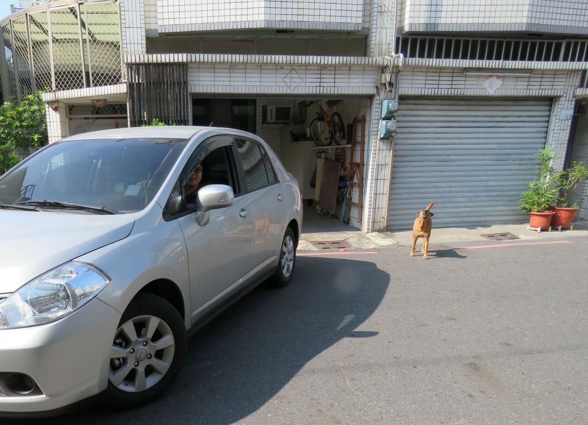 鄰長上班出車庫時，小鹿就會向道路吠叫，好像在提醒路人小心來車。高維奇/攝