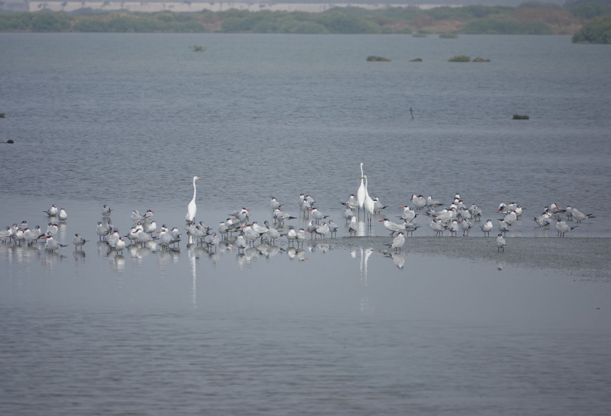 滿是廢鹽灘、休養魚塭很容易看到大群水鳥。高維奇／攝