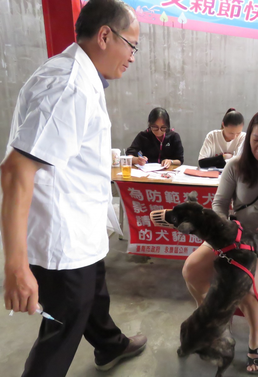 這隻家犬看到獸醫師拿針趨近就轉頭要咬人,好在有戴防咬口罩。高維奇/攝