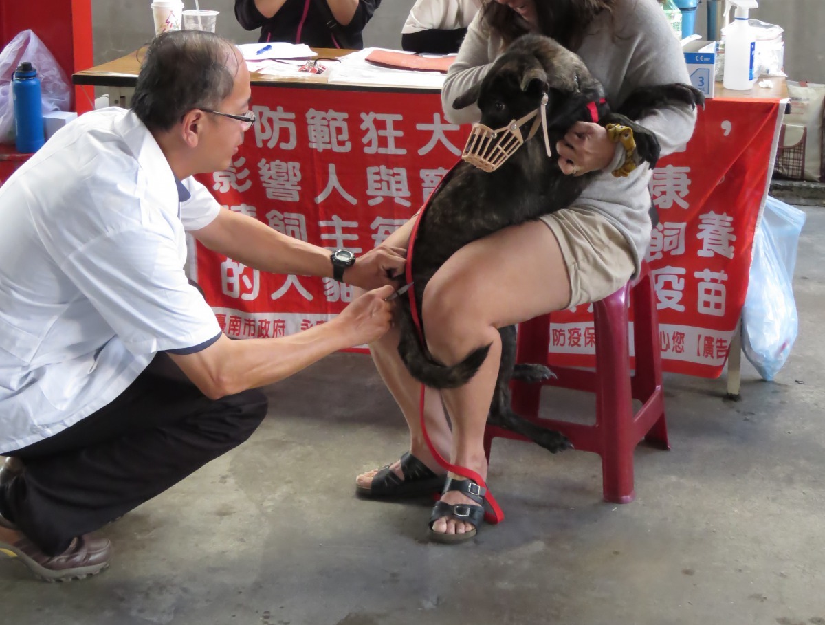 緊迫的犬隻經主人撫慰,一番折騰後才順利打針。高維奇/攝