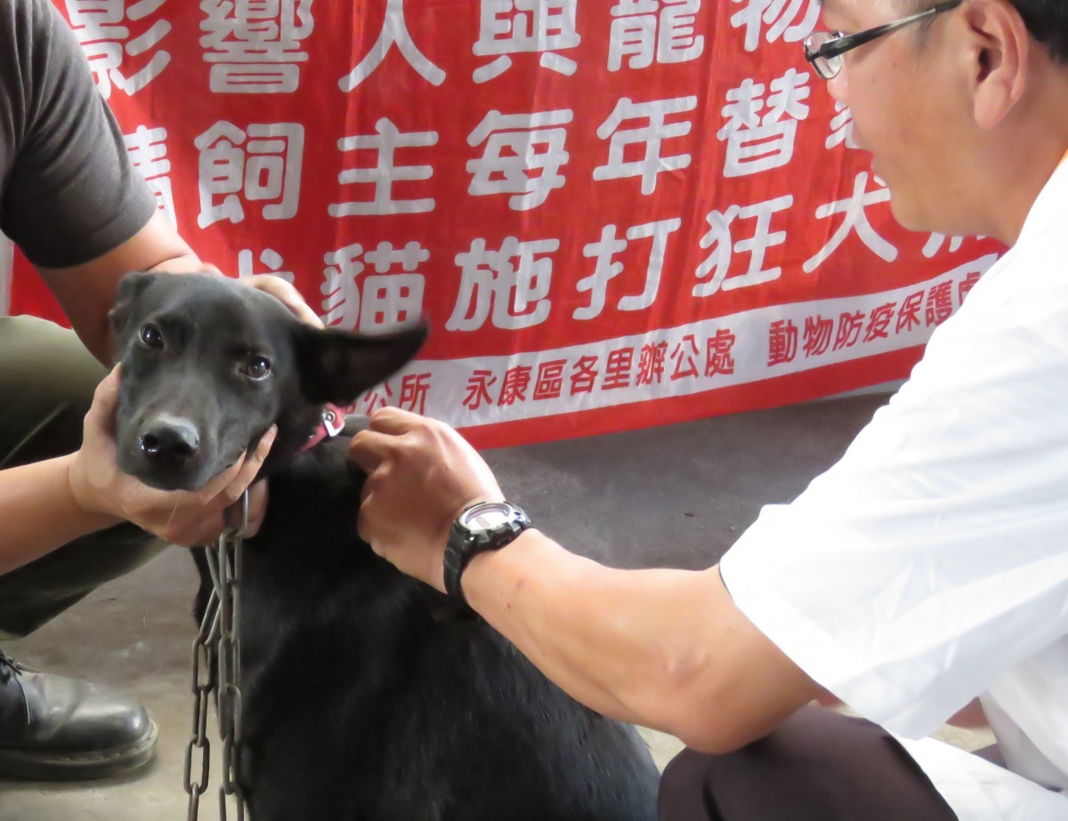 社會化充足的家犬,打針就診很順利。高維奇/攝