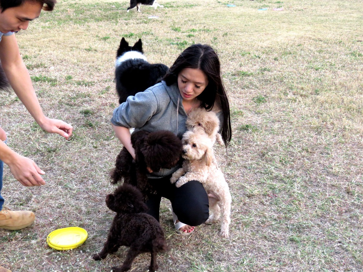 多花時間遛狗參加狗聚加強家犬社會化。高維奇/攝