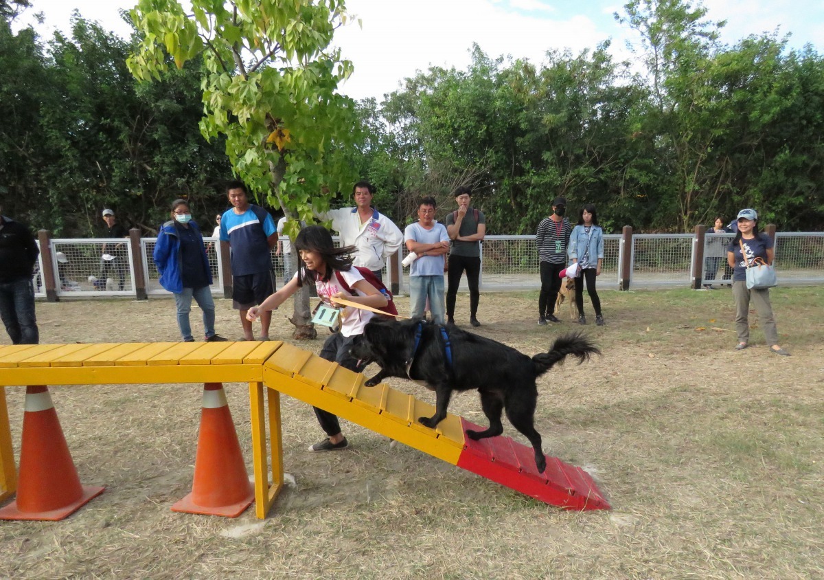 闖關運動趴中大型犬必須超越「天橋」障礙，圖中這名選手很順利通過，贏得熱烈掌聲。高維奇/攝
