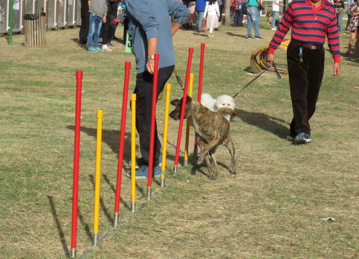 闖關運動趴繞S桿則考驗平常的練習與默契。高維奇/攝